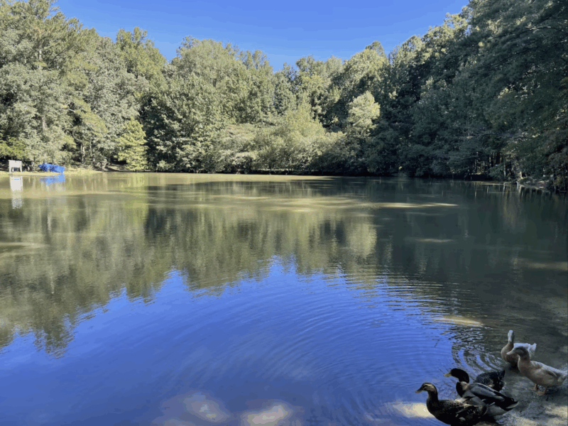 The FIFA Cottage/Lake @BeaneAcres Micro Resort