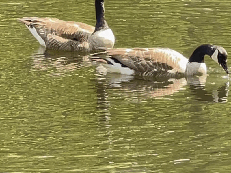 The FIFA Cottage/Lake @BeaneAcres Micro Resort