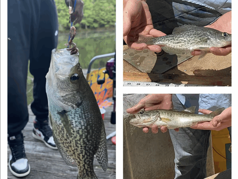 The FIFA Cabin/Lake @BeaneAcres Micro Resort