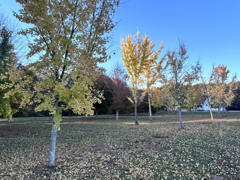 World Cup Entertainment Paradise Close to Stadium on Land - Private and Beautiful Farmhouse