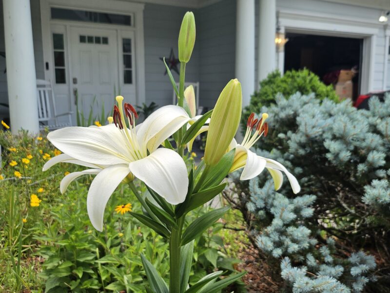 "A Martha Stewart Model Home"