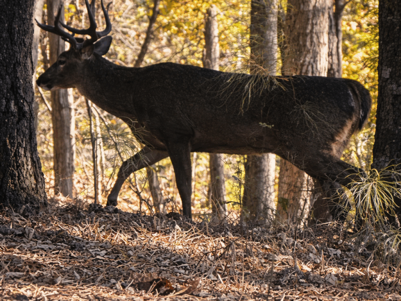 Luxury, Privacy, and Proximity | Near Atlanta & National Training Facility| FIFA World Cup