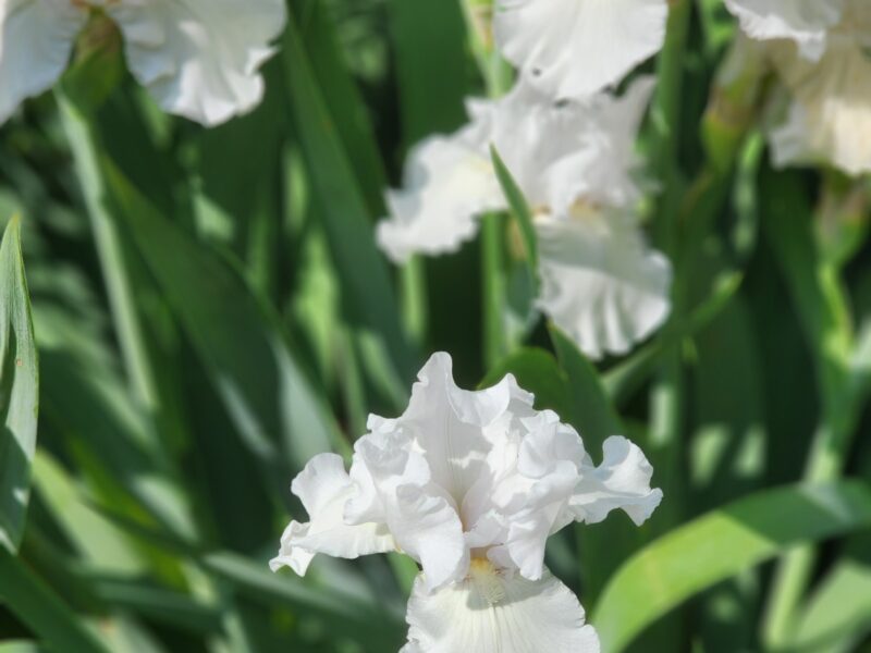 Private Fayetteville Estate | Pool + Separate Cottage | Perfect for Multi-Family or Group Stays