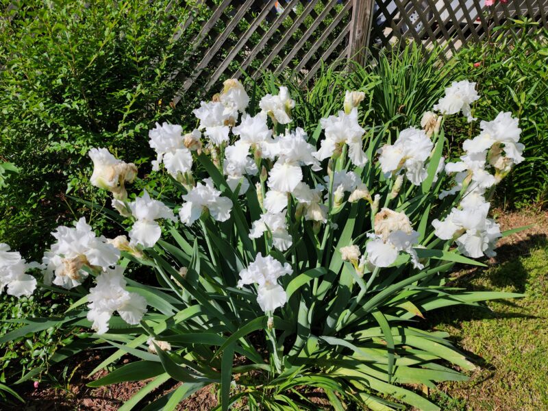 Private Fayetteville Estate | Pool + Separate Cottage | Perfect for Multi-Family or Group Stays