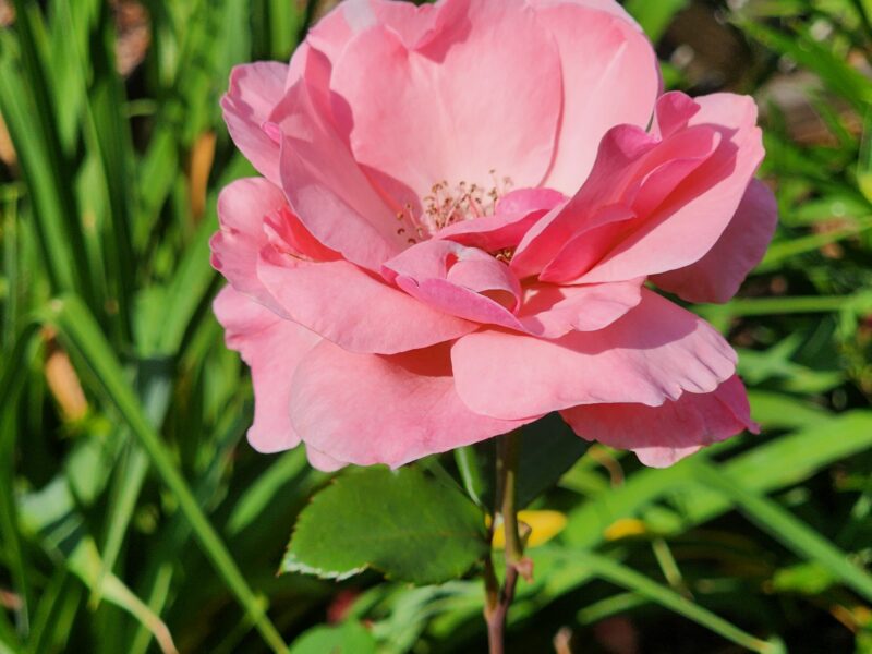 Private Fayetteville Estate | Pool + Separate Cottage | Perfect for Multi-Family or Group Stays