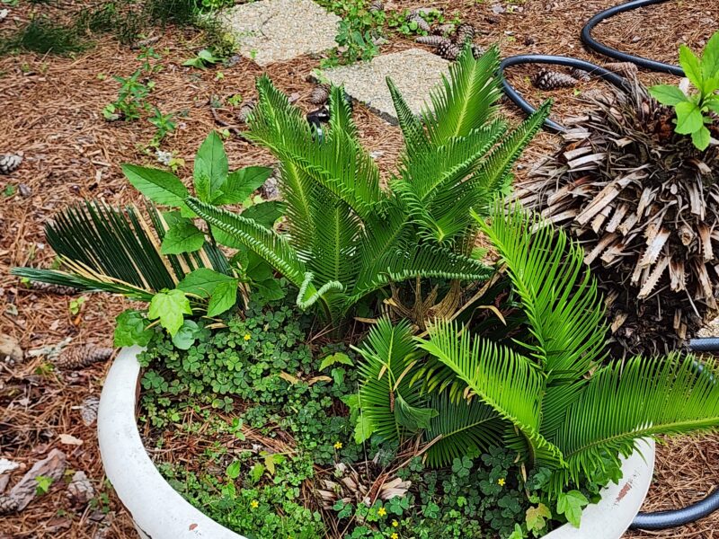 Private Fayetteville Estate | Pool + Separate Cottage | Perfect for Multi-Family or Group Stays