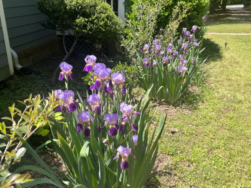 Private 2-Acre Retreat with Pool, Organic Garden, Daily Fresh Eggs | 8 Minutes to U.S. Soccer National Training Center, Trilith & Shopping Centers